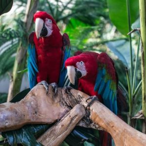 Bloedel Conservatory: Indoor Tropical Garden at Bloedel Conservatory, Vancouver, Canada Cdxb.com Special Offers, Deals & Discounts in Canada