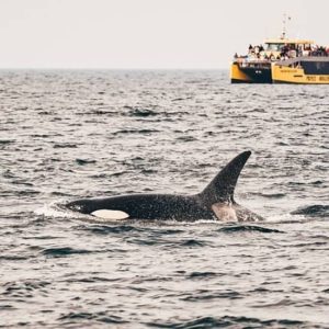 Half-Day Whale Watching Adventure from Vancouver at 1666 Duranleau St, Vancouver, Canada Cdxb.com Special Offers, Deals & Discounts in Canada