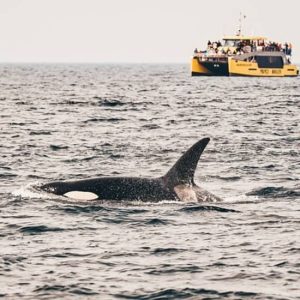 Half-Day Whale Watching Adventure from Victoria at 812 Wharf St, Victoria, Canada Cdxb.com Special Offers, Deals & Discounts in Canada
