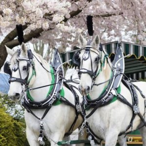 Stanley Park Horse-Drawn Guided Tour at Malahat SkyWalk, Vancouver, Canada Cdxb.com Special Offers, Deals & Discounts in Canada