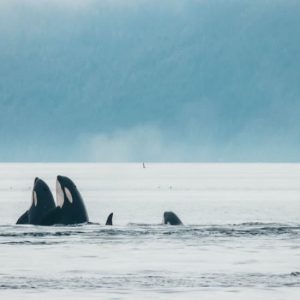 Sunset Whale Watching from Vancouver at Vancouver Whale Watching, Vancouver, Canada Cdxb.com Special Offers, Deals & Discounts in Canada