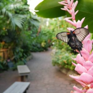 Victoria Butterfly Gardens at Victoria Butterfly Gardens, Victoria, Canada Cdxb.com Special Offers, Deals & Discounts in Canada