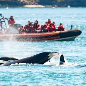 Whale Watching Tour in a Zodiac Boat in Victoria at 950 Wharf St, Victoria, Canada Cdxb.com Special Offers, Deals & Discounts in Canada
