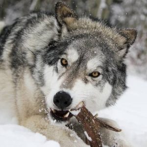 Yamnuska Wolfdog Sanctuary at Yamnuska Wolfdog Sanctuary, Calgary, Canada Cdxb.com Special Offers, Deals & Discounts in Canada