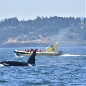 Zodiac Whale Watching Adventure from Victoria at 812 Wharf St, Victoria, Canada Cdxb.com Special Offers, Deals & Discounts in Canada