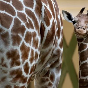 ARTIS Amsterdam Royal Zoo: Entry Ticket – Recently Added Experiences Cdxb.com Special Offers, Deals & Discounts in Canada