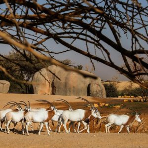 Al Ain Zoo Tickets – Experiences Cdxb.com Special Offers, Deals & Discounts in Canada