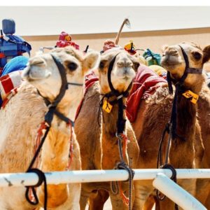 Bin Zahifa Equestrian – Top-Rated Attractions Cdxb.com Special Offers, Deals & Discounts in Canada 2