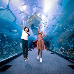Dubai Aquarium & Underwater Zoo – Penguin Cove & Nursery Experience – Experiences Cdxb.com Special Offers, Deals & Discounts in Canada