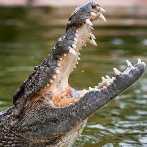 Dubai Crocodile Park – Must-see attractions Cdxb.com Special Offers, Deals & Discounts in Canada