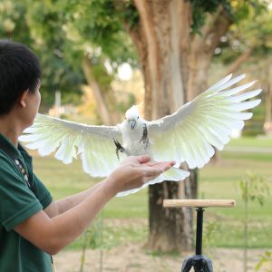 Exotic Bird Show – Dubai Dolphinarium – Dubai Dolphinarium Cdxb.com Special Offers, Deals & Discounts in Canada