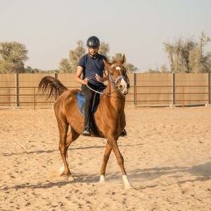Horse Riding At Mleiha Arena – Sports Events Cdxb.com Special Offers, Deals & Discounts in Canada