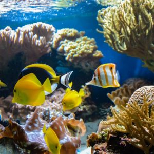SEA LIFE London Aquarium – Entry Ticket – Top-Rated Attractions Cdxb.com Special Offers, Deals & Discounts in Canada