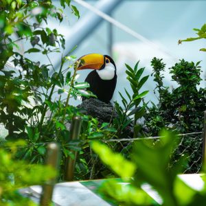 The Green Planet Dubai – Theme Parks Cdxb.com Special Offers, Deals & Discounts in Canada